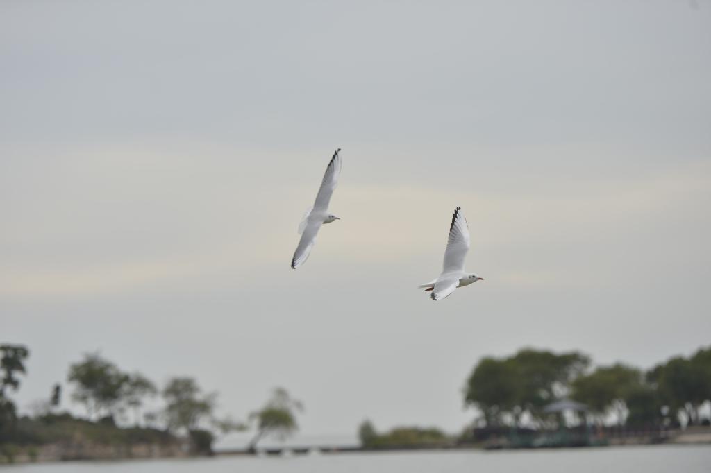 2025110780c41a5579ee4202a23408ff306256d2_2d63c2a828b645e78a7bbfaa70997f9d.jpg 2025110780c41a5579ee4202a23408ff306256d2_2d63c2a828b645e78a7bbfaa70997f9d.jpg