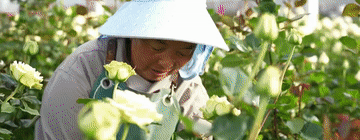 20251230ad677a25cb304c88a415d9274a06cbb1_20251230bd4bb446c5bd4e19926cfec470b66c9f.gif 20251230ad677a25cb304c88a415d9274a06cbb1_20251230bd4bb446c5bd4e19926cfec470b66c9f.gif