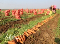 河南鄢陵：胡萝卜喜丰收