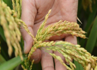 科技创新破解种业发展瓶颈