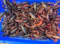 “新农人”扎根黑土 助推稻米产业升级