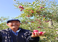 青海乐都：丰收季里产业兴