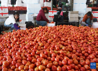 云南元谋：南菜北运生产忙