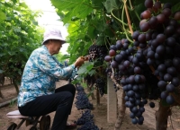 河北新河：探索“片区制”激发乡村新动能