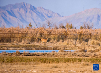 黄河湿地 呦呦鹿鸣