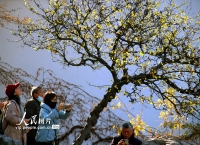 江苏苏州：蜡梅绽放