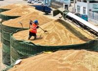 “十四五”以来农发行累计投入超1200亿元支持种业发展