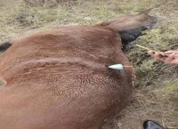 偷猎的“空中刺客”缘何频频出现——无人机变“射杀”武器亟待加强监管