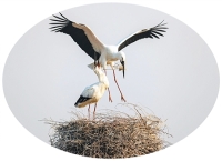 中国鸟类保护成果显著 濒危物种种群数量稳定增长