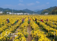 安徽歙县：采摘金丝皇菊