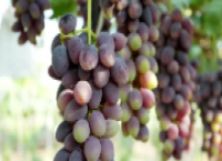 山东博兴：小葡萄“串”起富民链