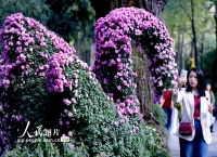 浙江杭州：菊花盛开游客来