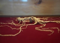 振兴进行时·黑土地上的吉林答卷 人参年产值破千亿！吉林千年“金字招牌”焕新发力