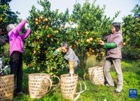 重庆垫江：柑橘迎丰收