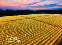 广西合浦：火龙果基地灯光璀璨