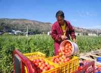 云南元谋：冬日田间忙 果蔬大丰收